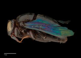  Xylocopa tenuiscapa, female lateral, photo: J. Scott Adams 
